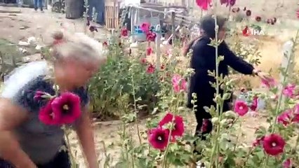 Deve gülü ekmek kapısı oldu