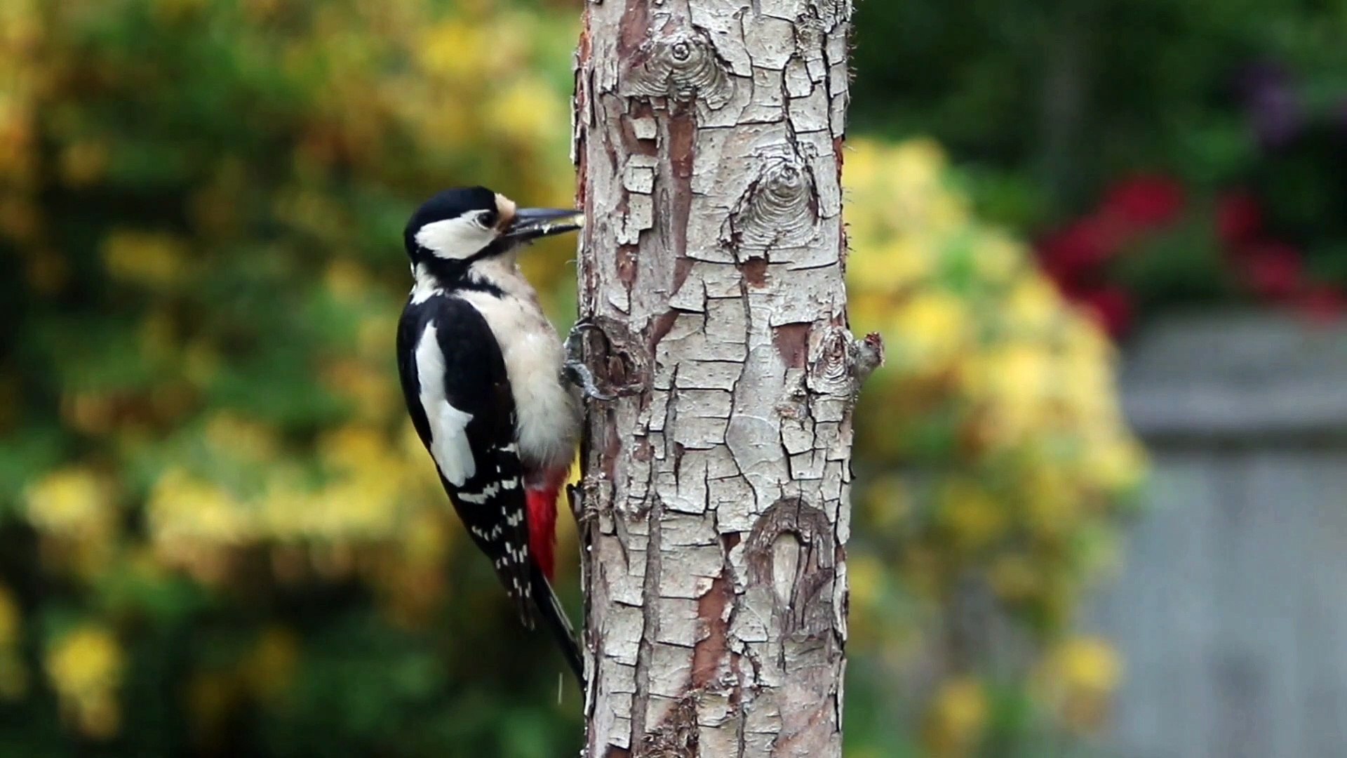⁣Free Sound Effects - Nature Sounds Birds || No Copyright Sound Effects || Royalty free Nature Sounds