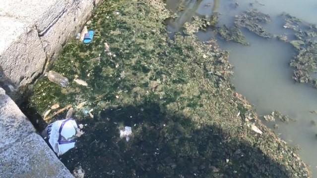 Son dakika haberi! BÜYÜKÇEKMECE GÖLÜ'NDE BALIK ÖLÜMLERİNE İNCELEME...