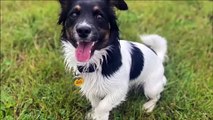 Dogs Trust Shoreham Dog of the Week Ronnie