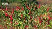 Chilli Farmers Suffer Losses Amounting To 11m Due To Covid-19