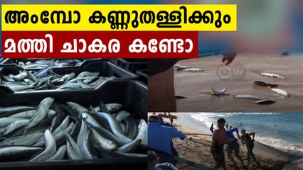 ദൈവമേ ഇങ്ങനെയും മത്തിച്ചാകരയോ ?തകർപ്പൻ വീഡിയോ | Oneindia malayalam