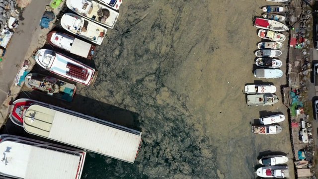 İSTANBUL - Drone - Müsilaj temizleme çalışmaları devam ediyor