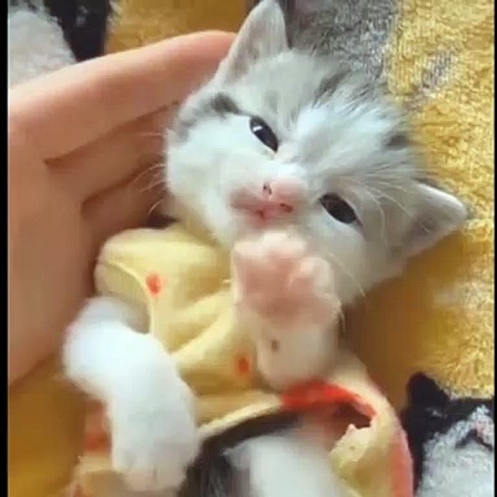 Funny pets