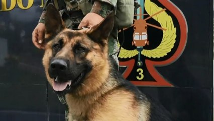 Killer, el pastor alemán que ha neutralizado más de 100 artefactos explosivos en el Catatumbo