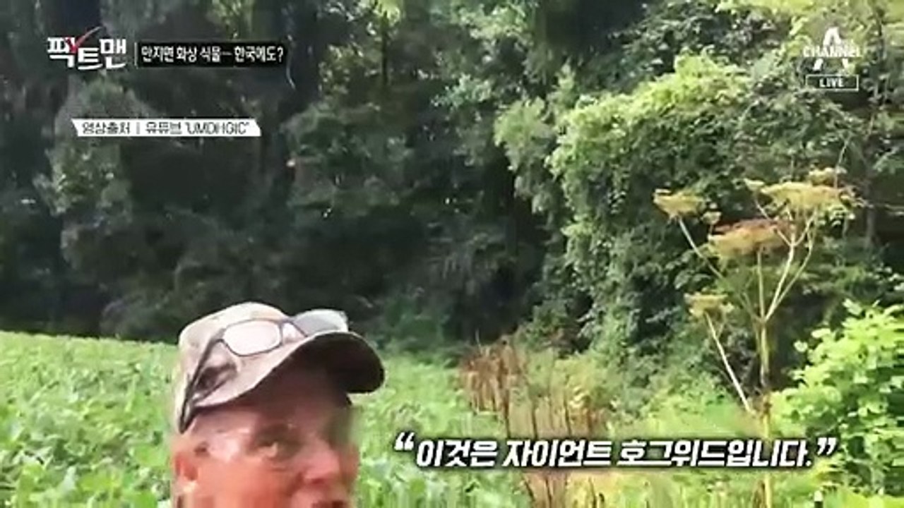 [팩트맨]“위험한 독성 식물, 국내 유입됐다”? SNS 글, 사실일까