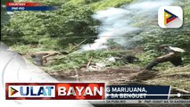 P10-M halaga ng marijuana, sinunog ng PNP sa Benguet