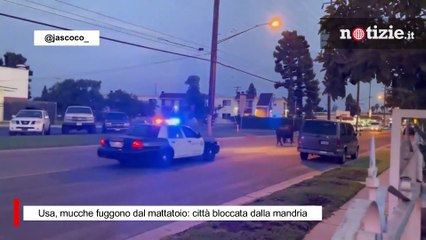 Usa, mucche fuggono dal mattatoio: città bloccata dalla mandria