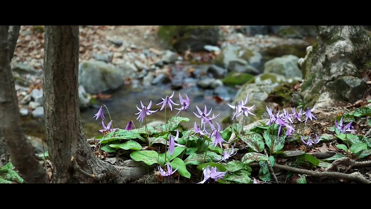 FOREST  Cinematic Video SelflessLove_1080p