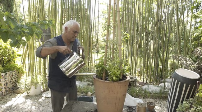 Comment planter des tomates cerises et basilic en pot ?