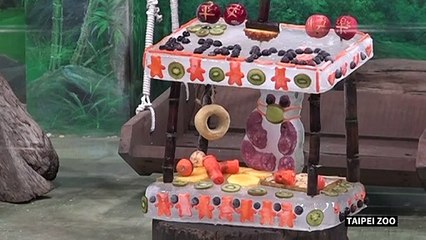 Taiwan panda Yuan Yuan claws apart her cub's ice cake on her birthday