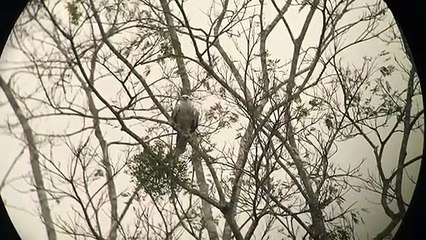 Un águila harpía vuela hacia su nido