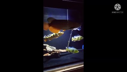 Arwana Golden Red HB and tank mate