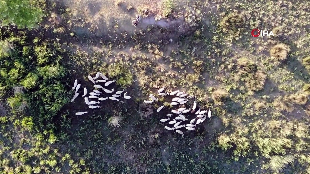 Çoban değil, Birleşmiş Milletler gibi aile
