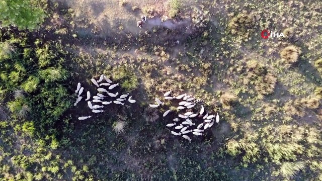 Çoban değil, Birleşmiş Milletler gibi aile