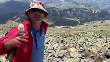 Yuları kayaya dolanan at, 20 sonra amatör telsizciler tarafından kurtarıldı