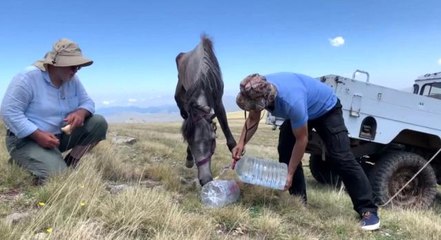 Yuları kayaya dolanan at, 20 sonra amatör telsizciler tarafından kurtarıldı