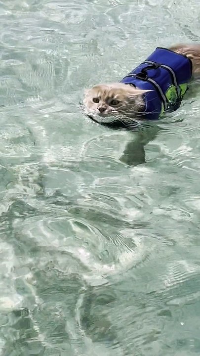 Sandbar Swimming Saturday for Maine Coon Cat