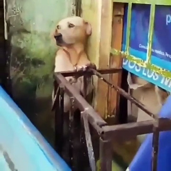 Mexique : Des secouristes viennent récupérer un chien piégé dans l'eau pendant des inondations !