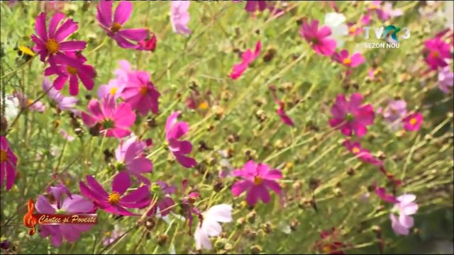 Viorica Podgoreanu - Ce bine imi sta nevasta (Cantec si poveste - TVR 3 - 18.04.2021)