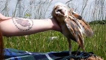 Baby owl with deformed wing needs vet treatment