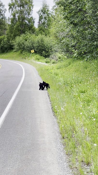 Bear Cub Showdown on Roadside