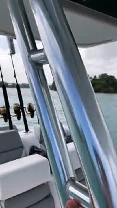 Pelicans Hitch A Ride