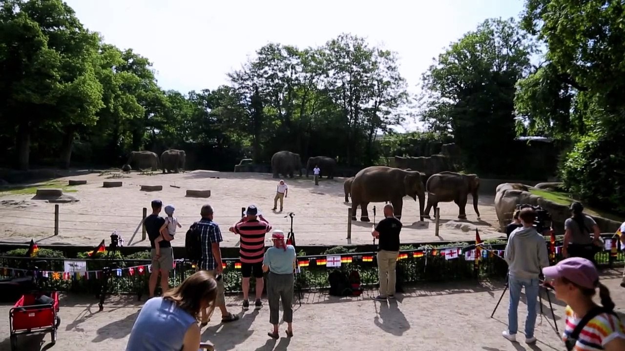 Elefant sagt deutschen EM-Sieg gegen England voraus