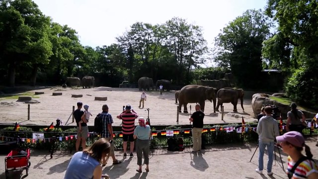 Elefant sagt deutschen EM-Sieg gegen England voraus