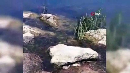 Yılan balığı yutmaya çalıştı, çeken vatandaşın diyalogları gülümsetti