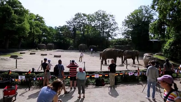 Elefant sagt deutschen EM-Sieg gegen England voraus