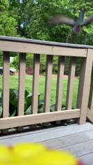 Hummingbird Visits Feeder Affixed to Phone