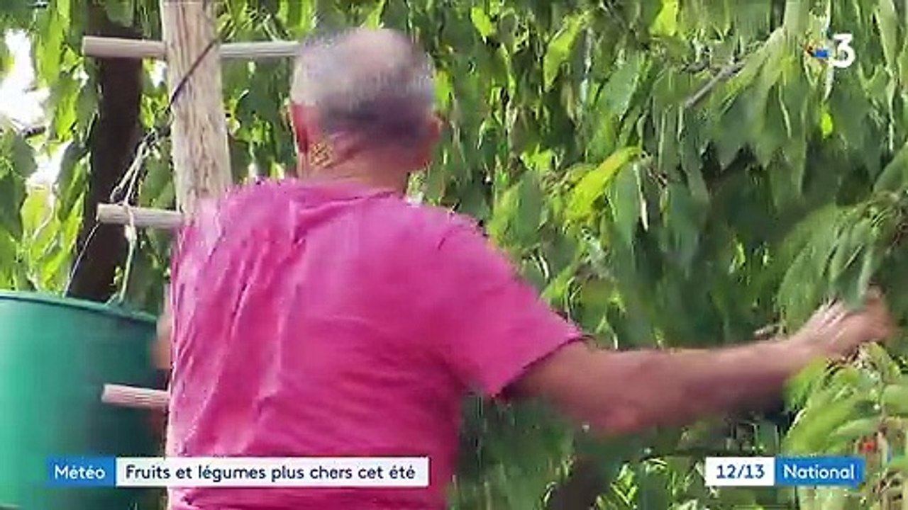 Météo : le gel du printemps a fait exploser les prix des fruits et légumes