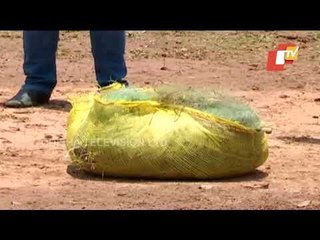 Forest Dept Braces Up To Protect Python Eggs | Odisha