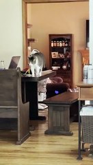 Zooming Cat Falls Through Window Screen