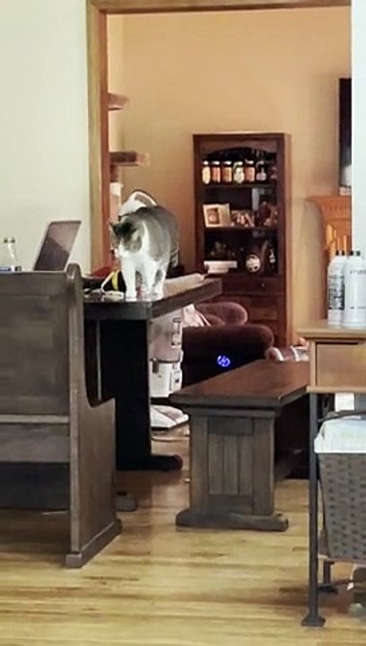 Zooming Cat Falls Through Window Screen