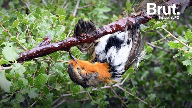 C'est quoi, la chasse à la glu ?