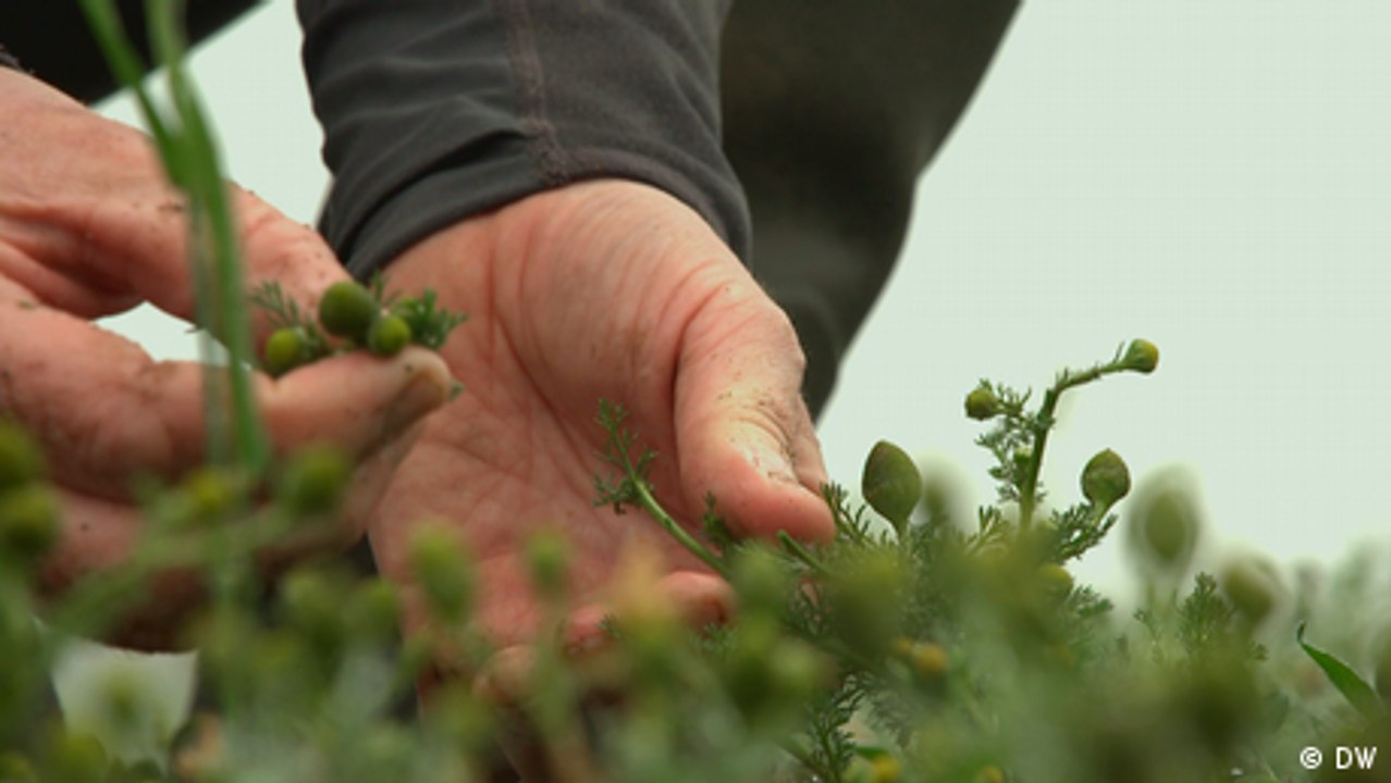 Pionier der vegetarischen Küche: Sternekoch Andree Köthe