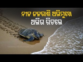 Baby Olive Ridley Turtles Make Their Way To Sea In Odisha