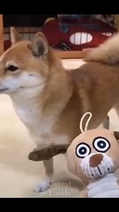 cutest and funniest pet videos captured
