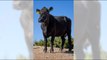 Cow that escaped Pico Rivera slaughterhouse arrives at farm sanctuary in | Moon TV News