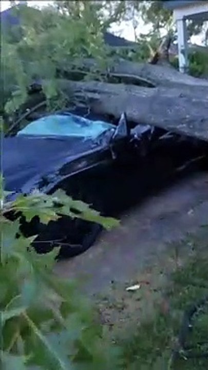 Fancy Car Flattened by Fallen Tree
