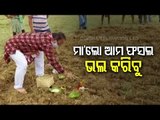 Akshaya Tritiya | Farmers Perform Akhi Muthi Anukula In Bolangir