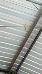 Canto canário da terra