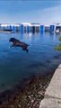 Son chien fait un plongeon incroyable de très haut... même pas peur