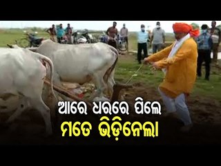 Akshaya Tritiya | Congress Leader Sura Routray Performs Akhi Muthi Anukula