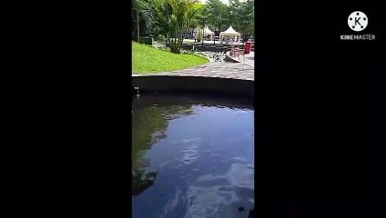 Banyak ikan di kolam Luwes