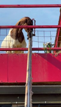 Bike Pedals Send Food to Goats on the Roof