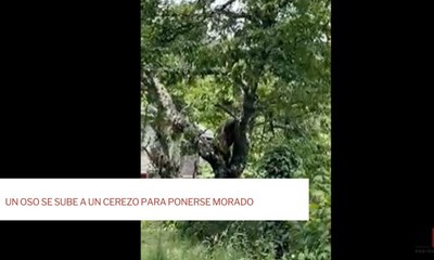 Un oso se sube a un cerezo para ponerse morado