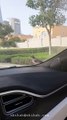 Bird Enjoying Car Ride